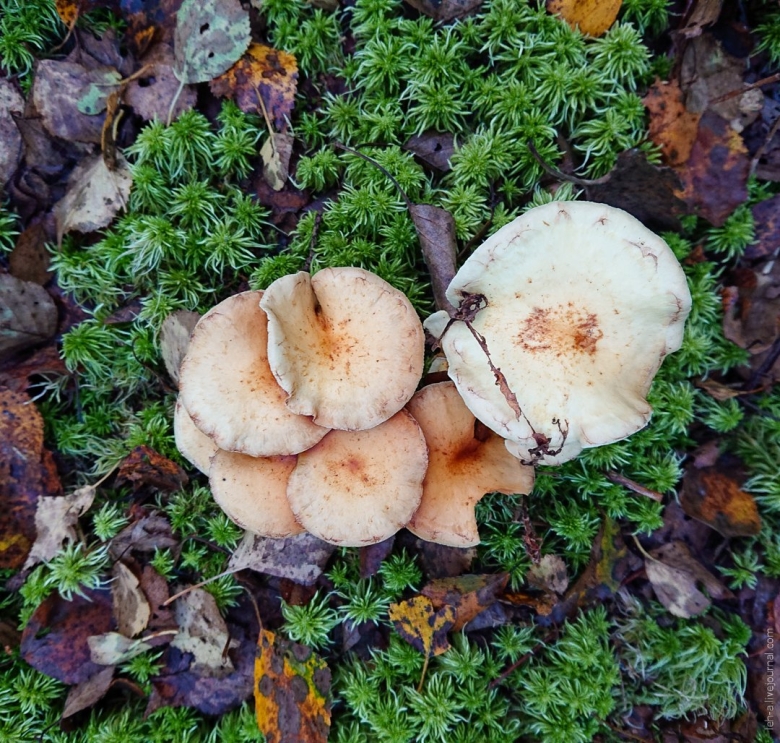 Виды грибов трубчатые и пластинчатые