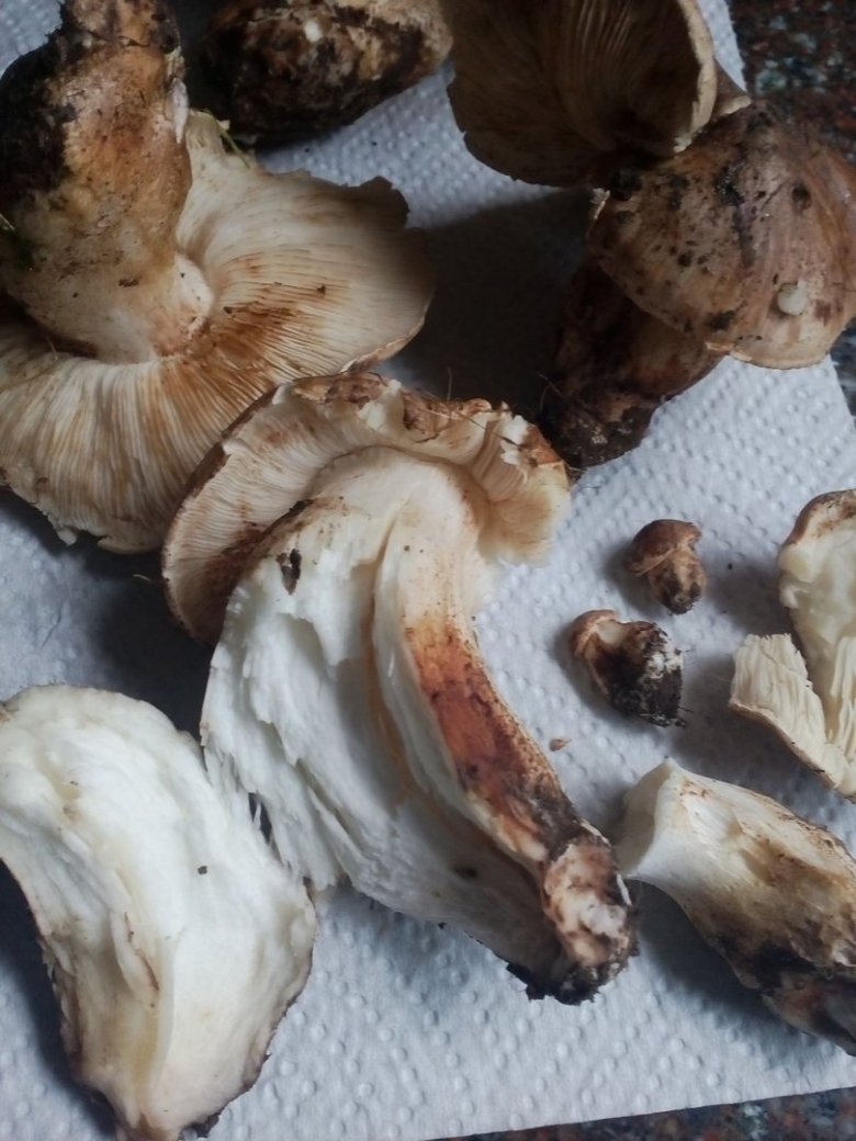 Грибы Тополевки рядовки