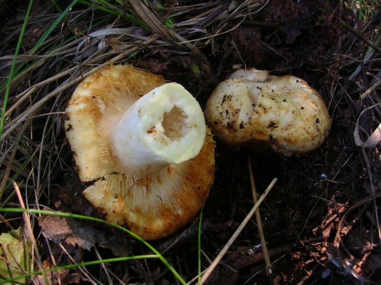 Грузди съедобные