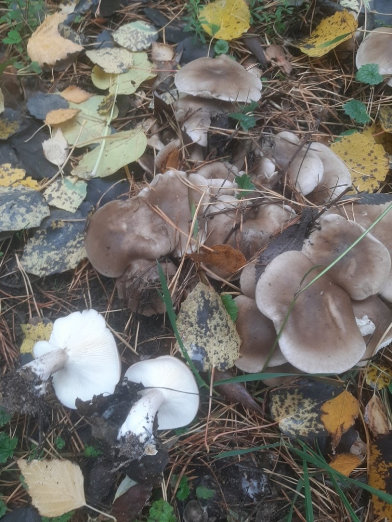 Гриб рядовка