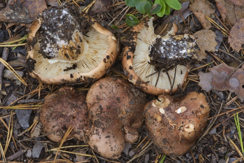 Рядовка погубленная Tricholoma pessundatum