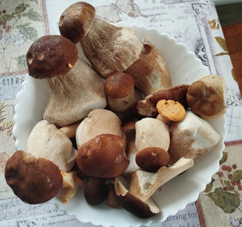 Первые грибы в июне