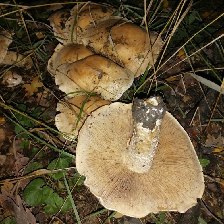 Рядовка тополевая