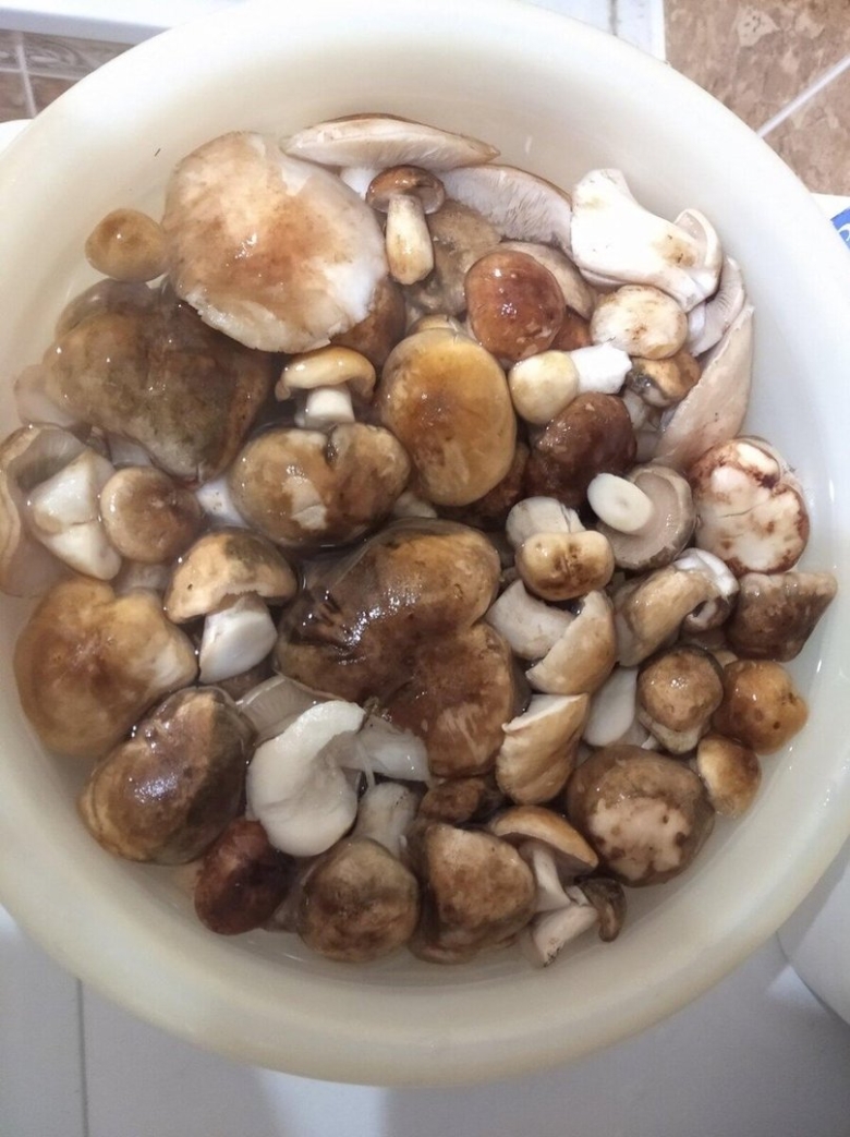 Подтопольник гриб