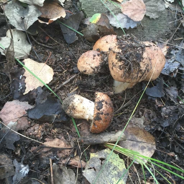 Подтопольники грибы Земляной гриб