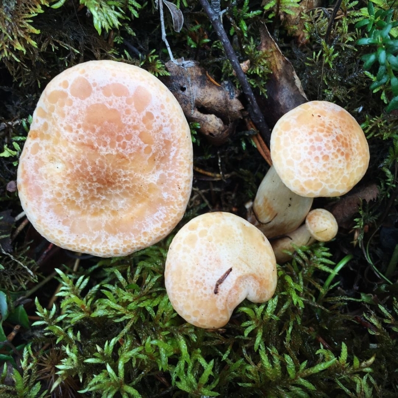 Говорушка буро желтая гриб