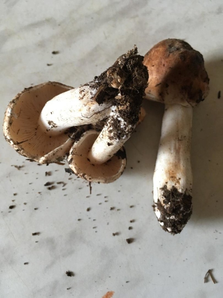 Грибы Тополевки рядовки