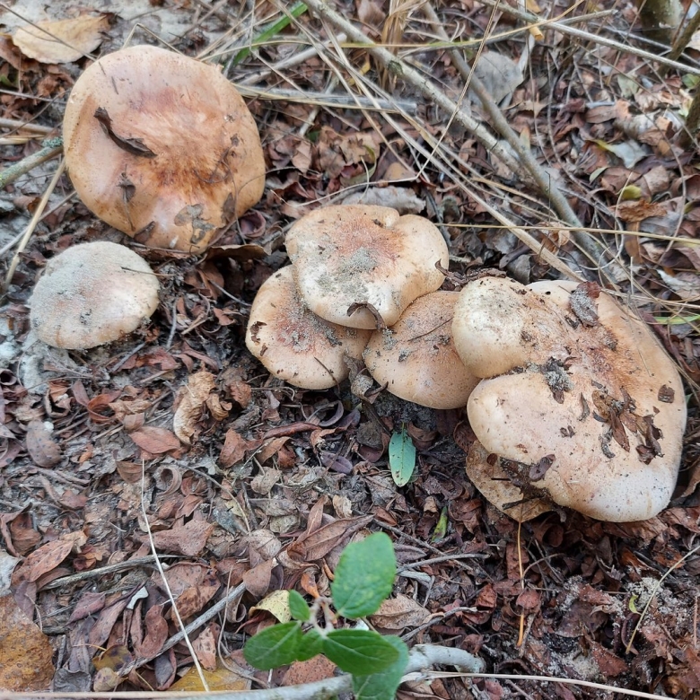 Подтопольник ( рядовка тополевая )грибы