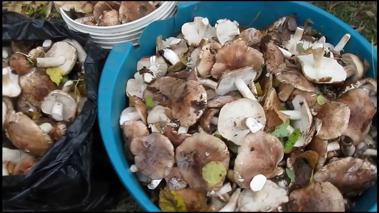 Рядовка тополевая грибы