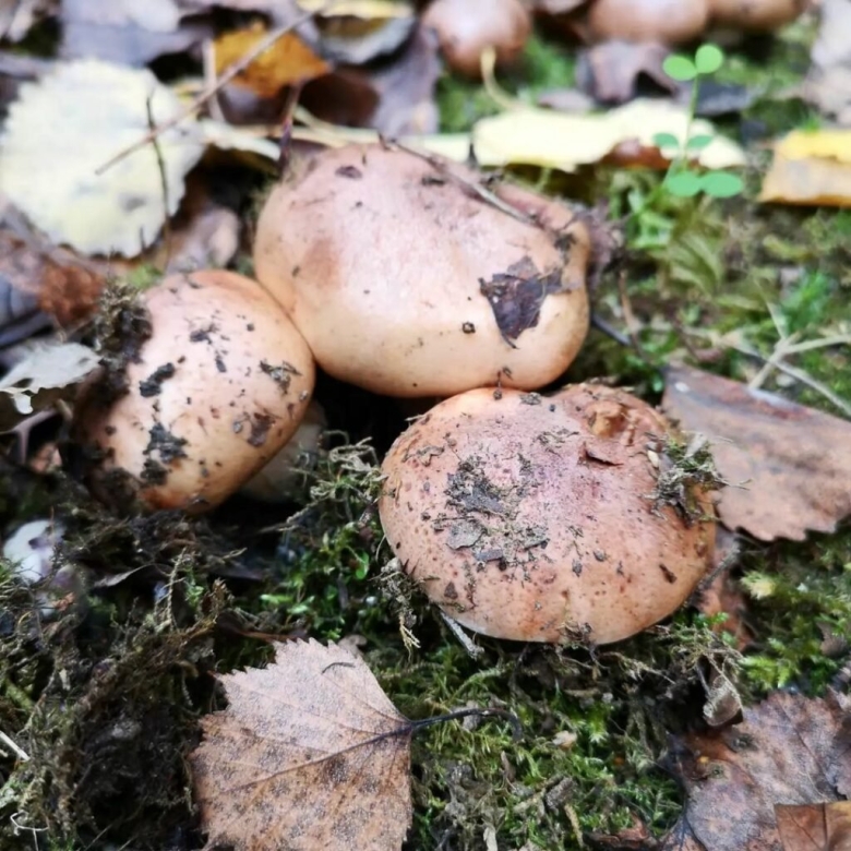 Подтопольники грибы