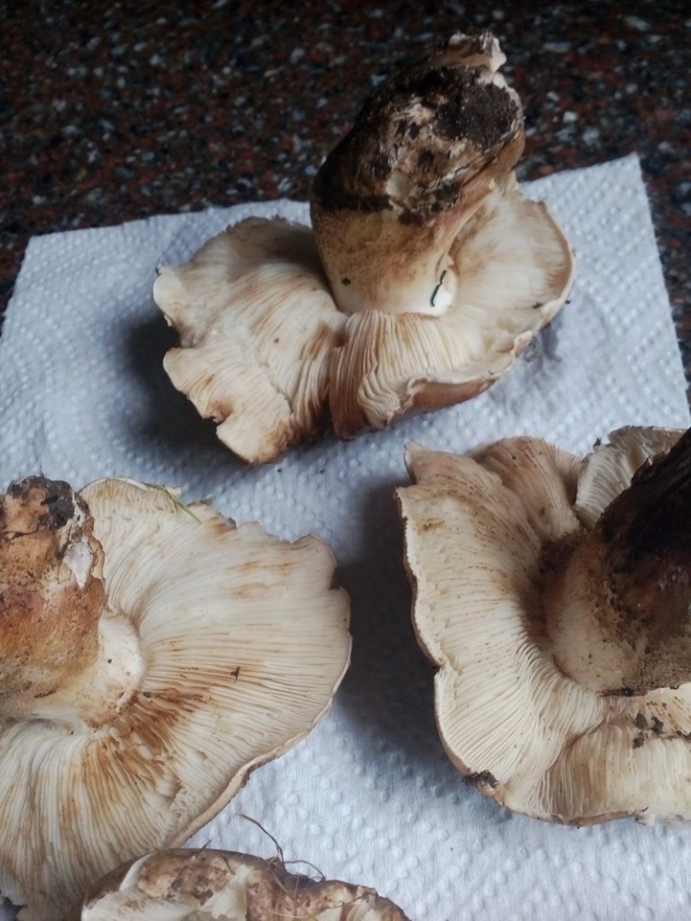 Tricholoma populinum