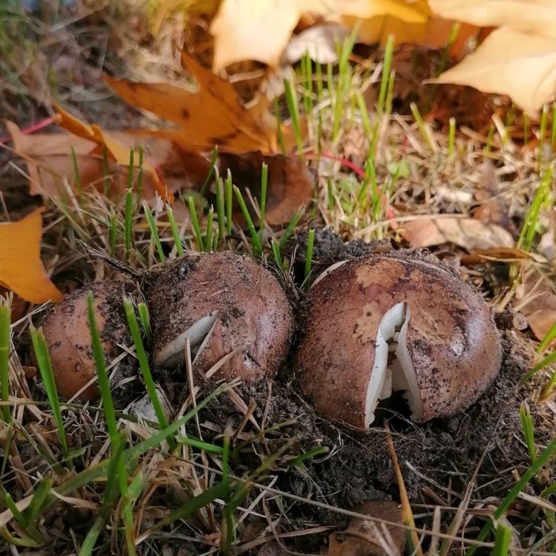 Подтопольники грибы