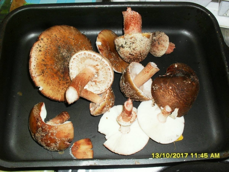 Грибы песочники в Саратовской области