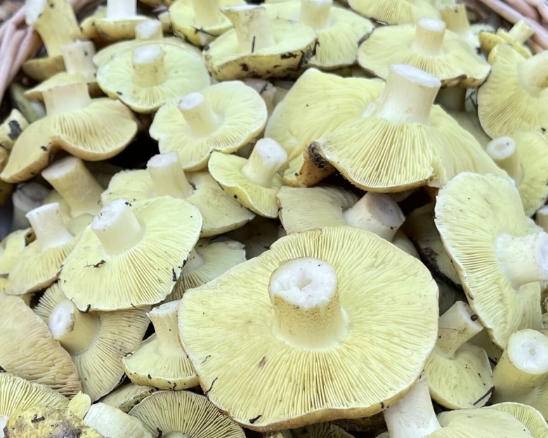 Гриб зеленка подзеленка