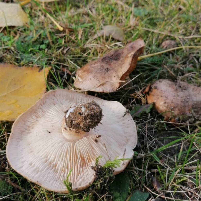 Подтопольники грибы где растут