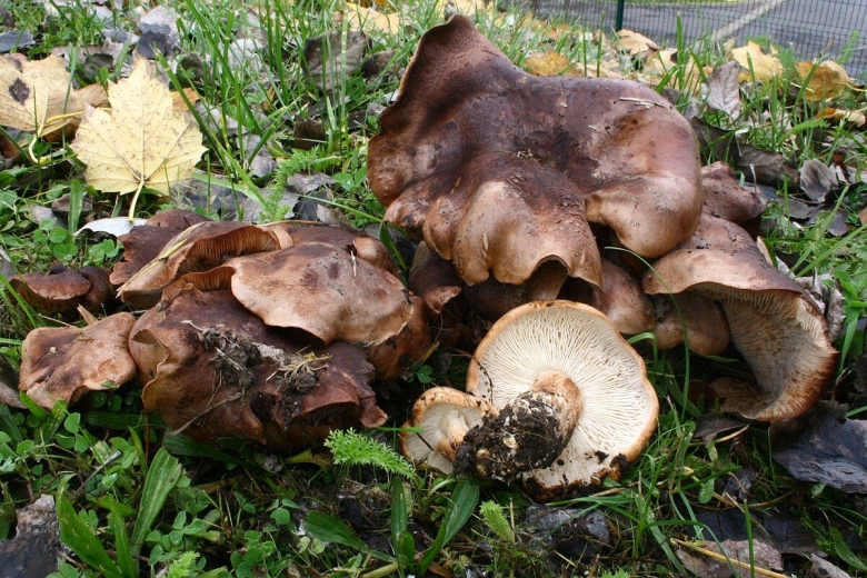 Tricholoma populinum гриб