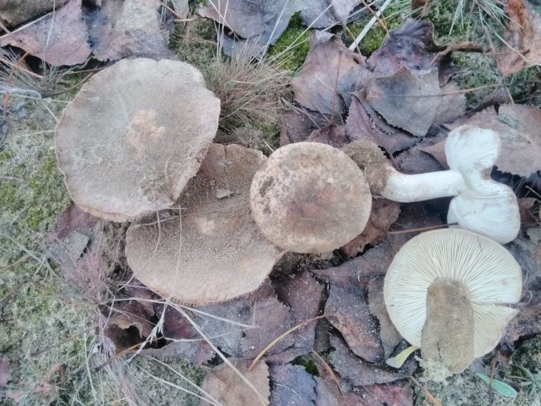 Рядовка Тополевая Tricholoma populinum описание