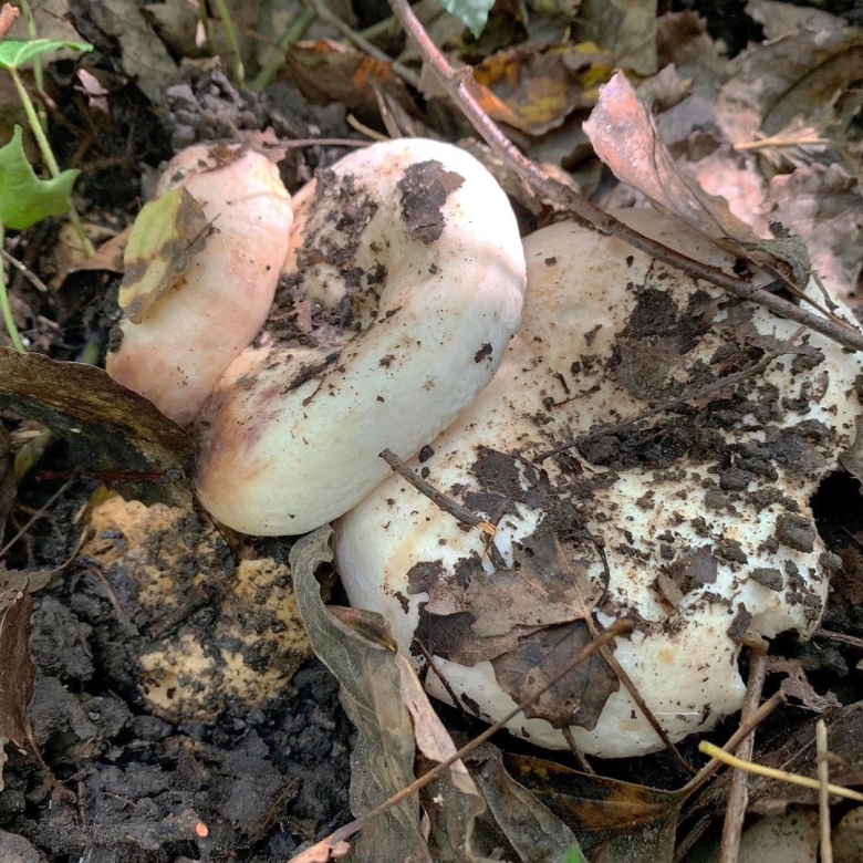 Осиновый груздь lactarius controversus