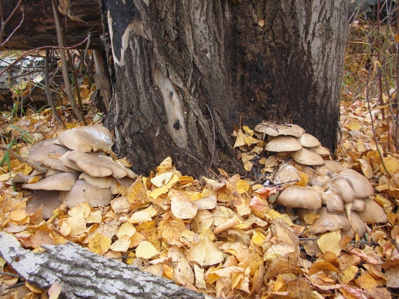 Грибы Тополевки рядовки