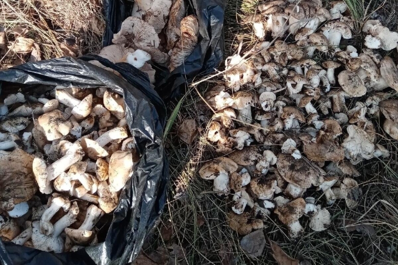 Подтопольники грибы наросты