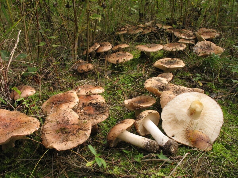 Опята Тополиная рядовка