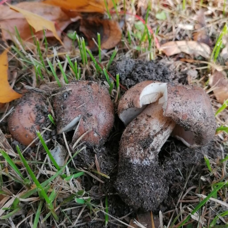 Гриб рядовка тополевая