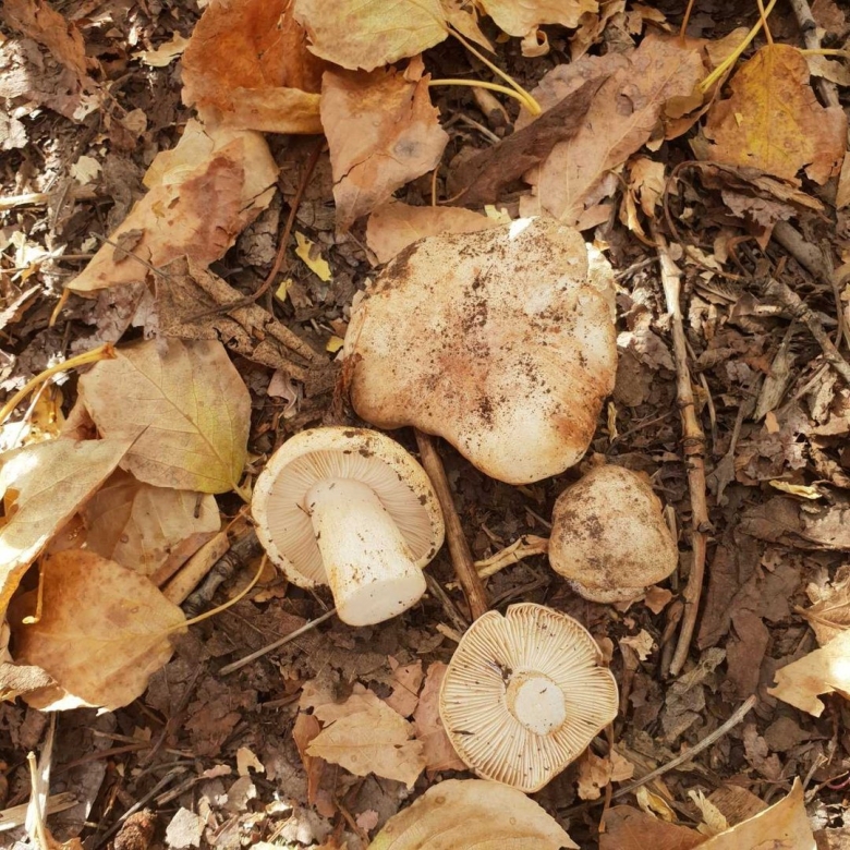 Рядовка тополевая tricholoma populinum