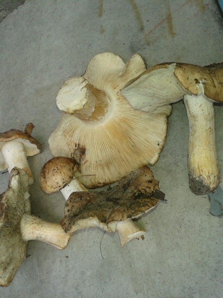 Tricholoma populinum гриб