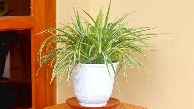 Хлорофитум хохлатый Chlorophytum comosum