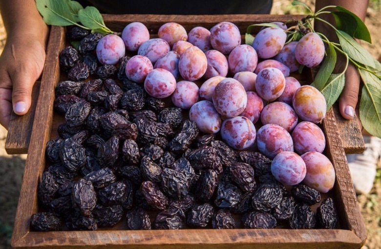 Слива сорт чернослив