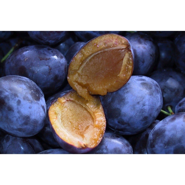 Слива сорт чернослив