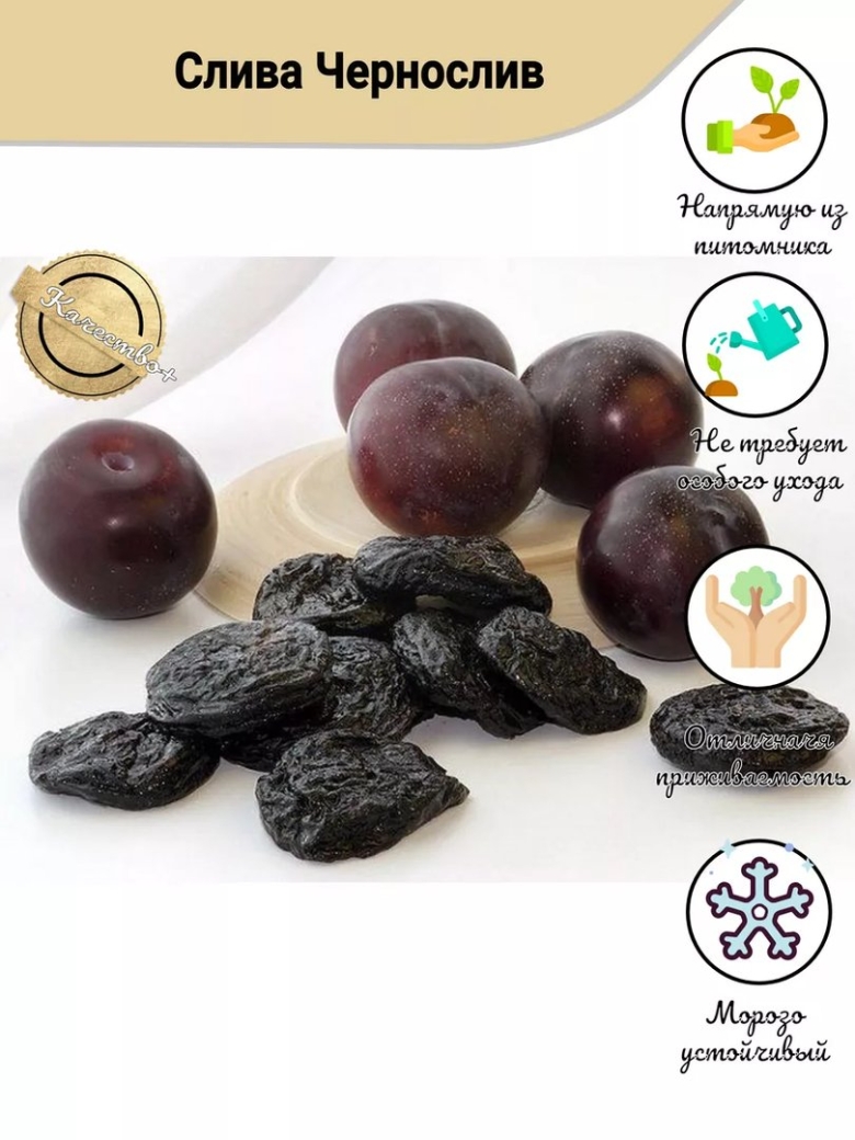 Липецкий чернослив
