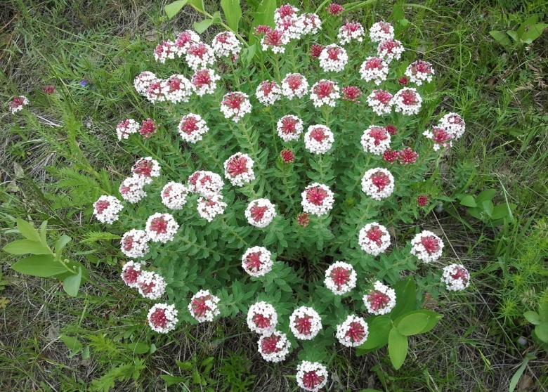 Забайкалье Стеллера карликовая