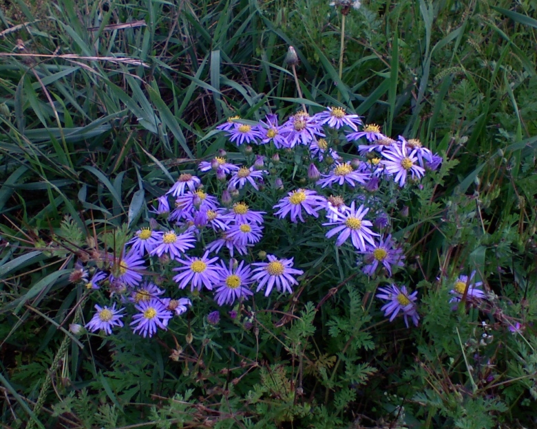 Полевые цветы Забайкалья
