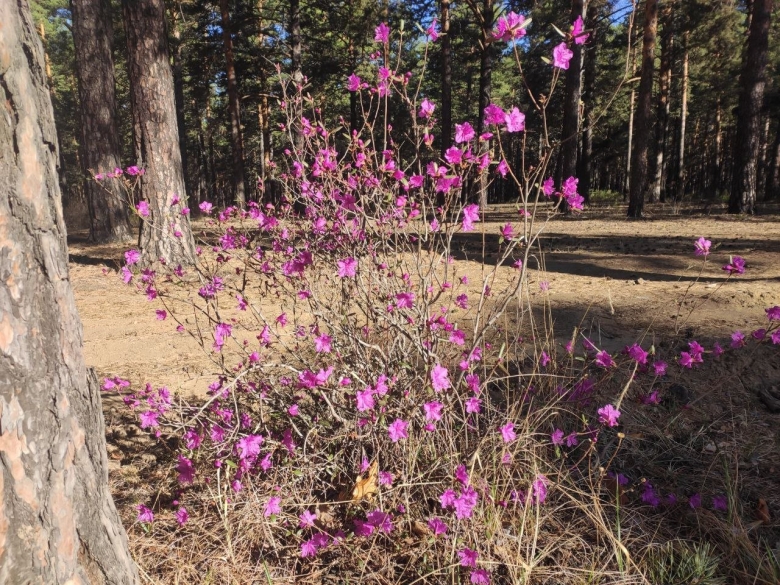 Багульник Забайкальский