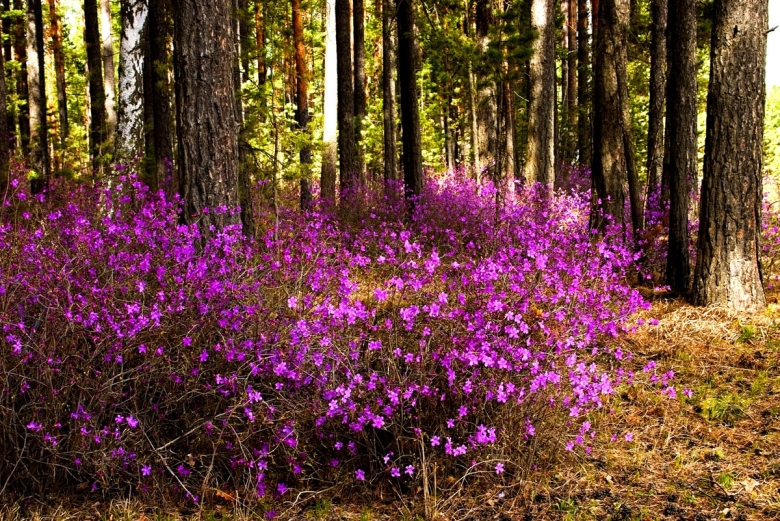 Багульник Сибирский