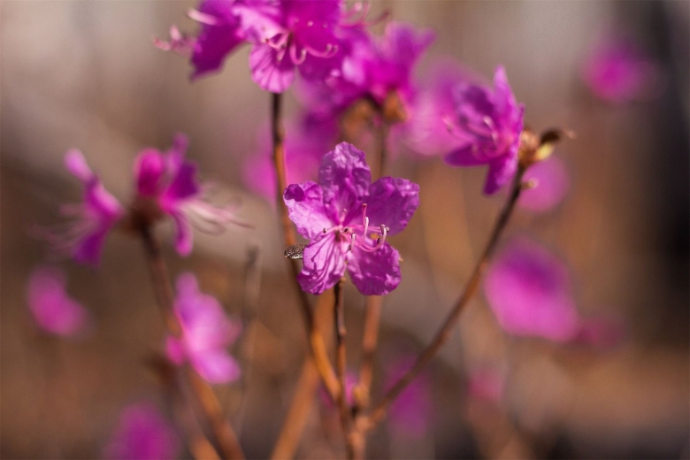 Рододендрон Даурский