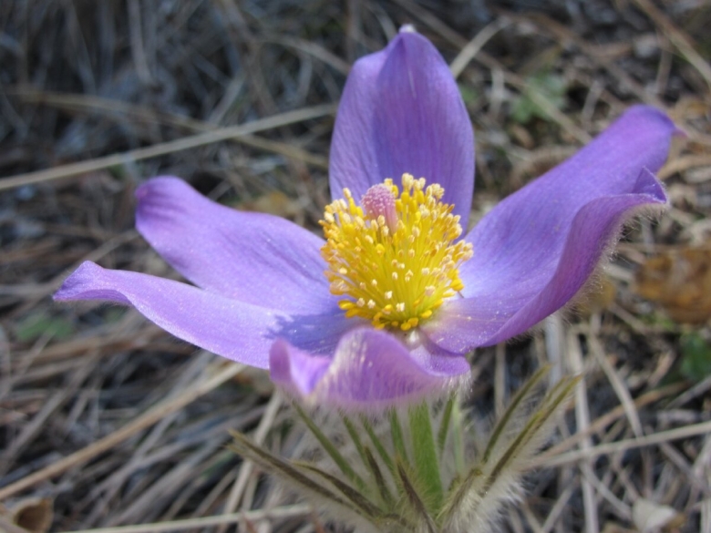 Подснежники Забайкалья