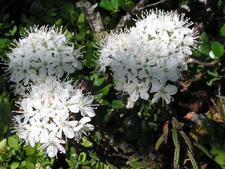 Багульник болотный