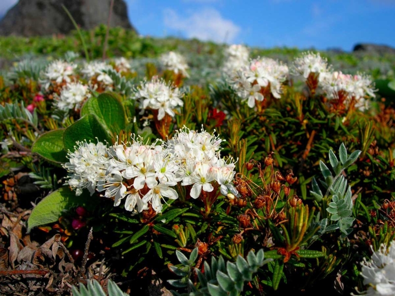 Багульник Тундровый