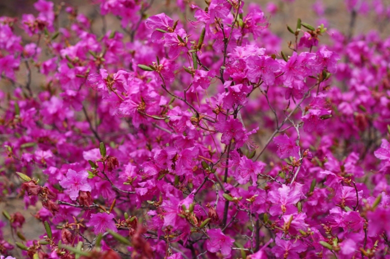 Рододендрон Даурский