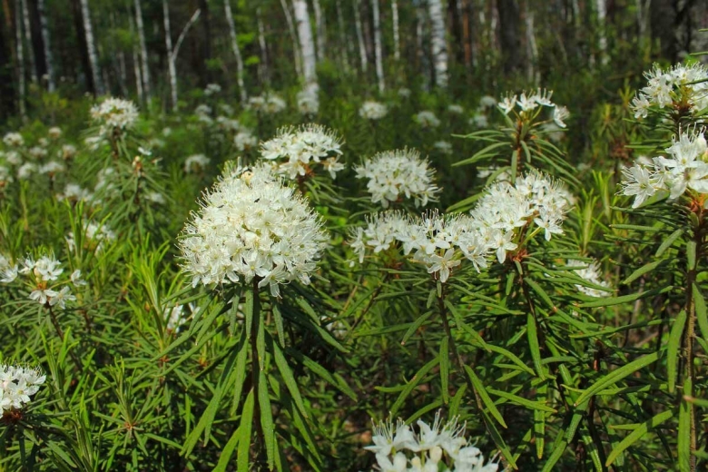 Багульник болотный Ямал