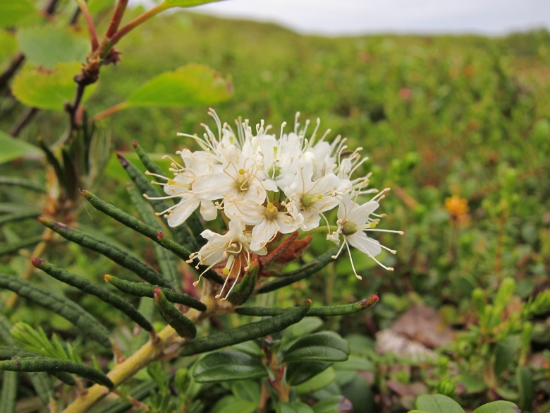 Багульник Дальневосточный