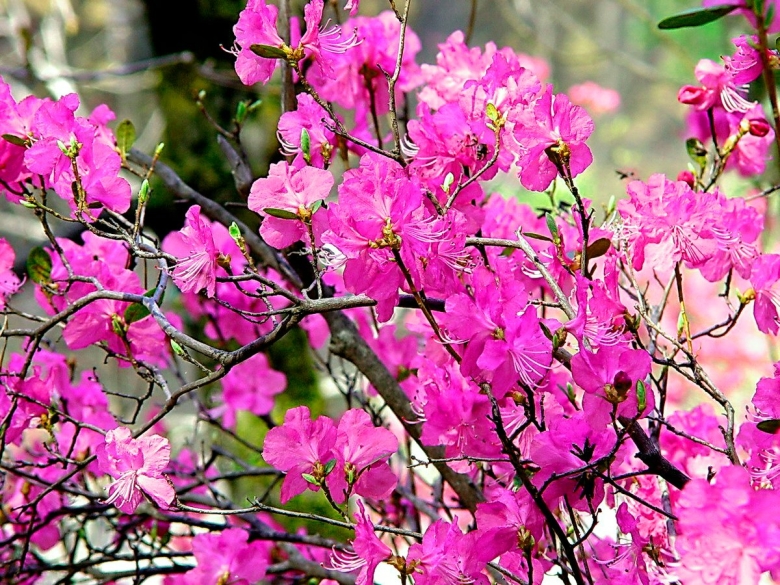 Рододендрон даурский дальневосточный