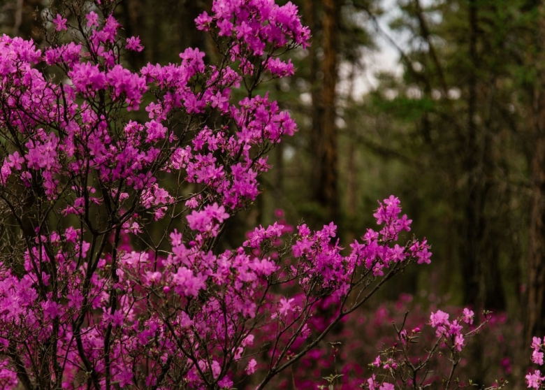 Багульник дальневосточный