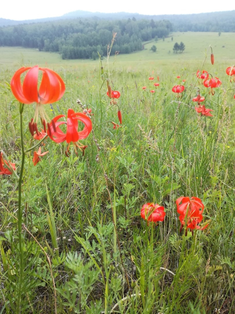 Лилия саранка Забайкальский край