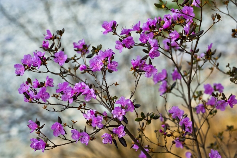 Багульник Дальневосточный