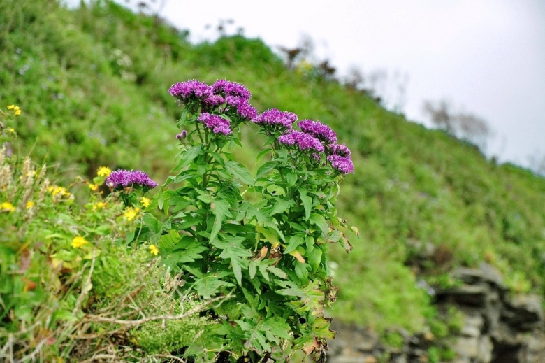 Лекарственные травы Приморского края