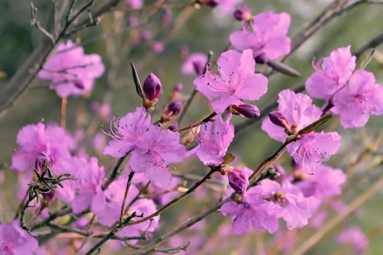 Багульник Даурский