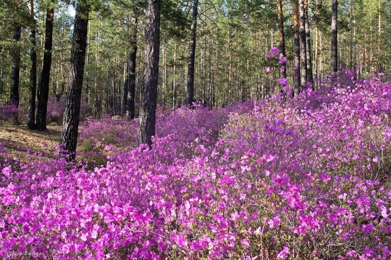 Рододендрон багульник Дальневосточный
